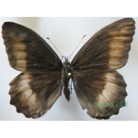 Hipparchia fagi (Scopoli, 1763) male Czech73l